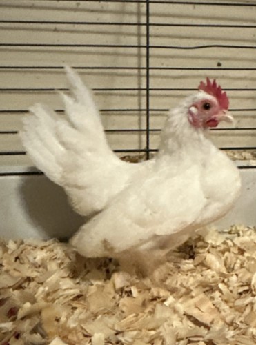 Serama chicken hatching - chicken,